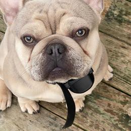 Brutus - French Bulldog