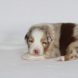Boy 2 - male Australian Shepherd puppy in Circleville, Utah from Canyon Creek Aussies