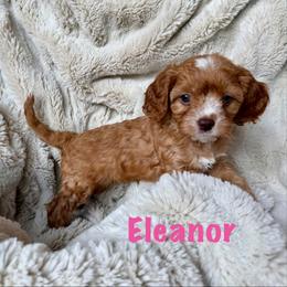Eleanor - Red female Cavapoo puppy in Calumet, Oklahoma from H&H Cavapoos