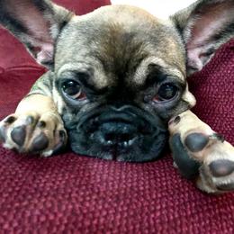 French Bulldog Puppies from Nuthin’ But Frenchies