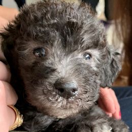 Bedlington Terriers from House of Leonidas