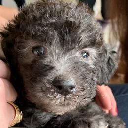 Bedlington Terriers from House of Leonidas