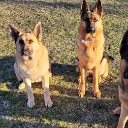 German Shepherds from Wondar Shepherds