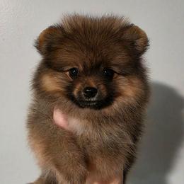 Raven - Orange sable female Pomeranian puppy in Wildersville, Tennessee from RoyalRarity's Poms & Enrichment