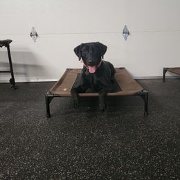 Piper - Labrador Retriever