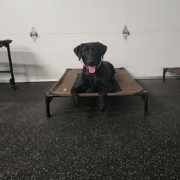 Piper - Labrador Retriever