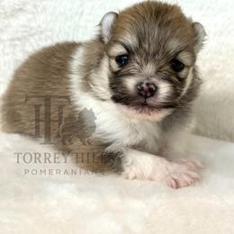 Christian - Orange parti male Pomeranian puppy in Redlands, California from Torrey Hills Poms
