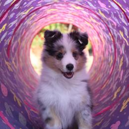 Shetland Sheepdog Puppies from Kochar Shelties