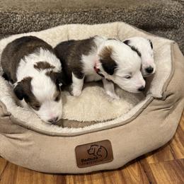 Shetland Sheepdog puppies from Heslip Family Puppies
