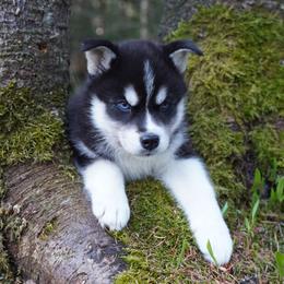 Pepper - Black and white female Siberian Husky puppy in Wiscasset, Maine from Running with Huskies