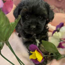 Sawyer - Black male Poodle puppy in Bartlesville, Oklahoma from Winchester's Magic Yorkipoos & Poodles