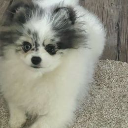 Mei mei - Pomeranian