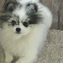 Mei mei - Pomeranian