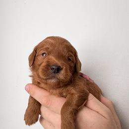 Mellie - Red  female Goldendoodle puppy in Amery, Wisconsin from Cornerstone Retrievers