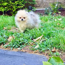 Bandit - Red sable male Pomeranian puppy in Millstone Township, New Jersey from Couture_frenchies_and_pomeranian