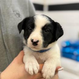Blue - Black and white male Border Collie puppy in Tallmadge, Ohio from Premier Dobermans