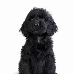 Jade - Parti female Goldendoodle puppy in Warrensburg, Missouri from Supreme Doodles