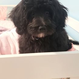 Ace - Black Maltipoo puppy in Mabelvale, Arkansas from Durham's Designer Poos