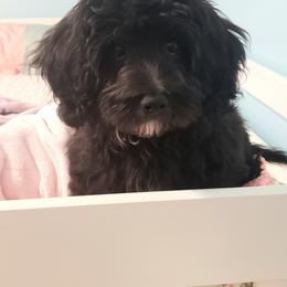 Ace - Black Maltipoo puppy in Mabelvale, Arkansas from Durham's Designer Poos