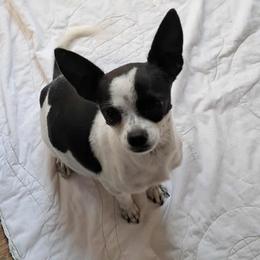 Lego - Chihuahua