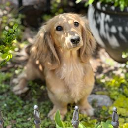 Mocha - Dachshund