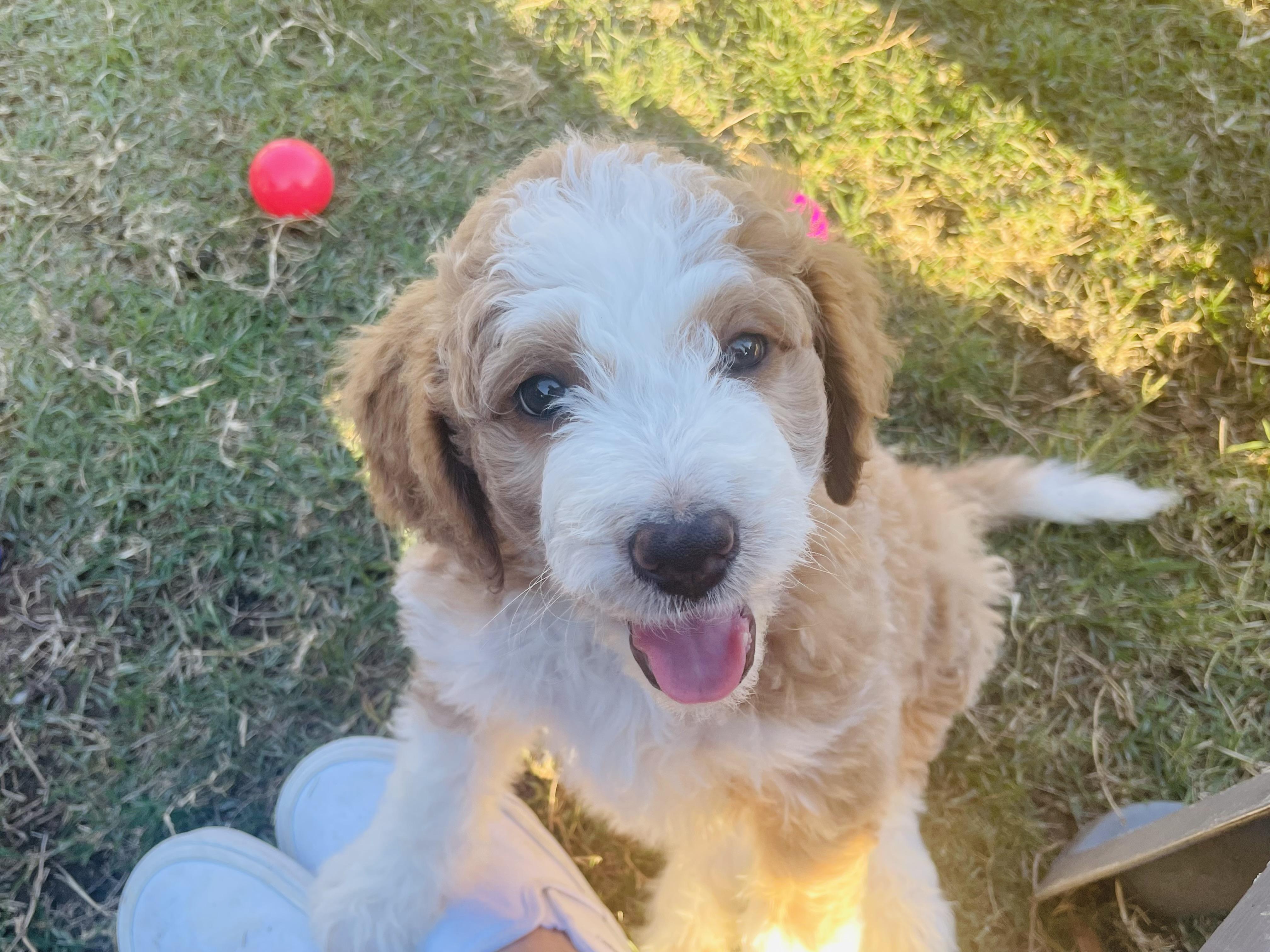 Dandy Lane Poodles & Doodles in Texas | Bernedoodle and Aussiedoodle ...