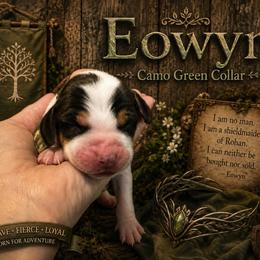 Eowyn - Black and tan female Beagle puppy in Viper, Kentucky from Mountain Top