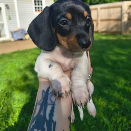 Zazu - Piebald male Dachshund puppy in Jackson, Tennessee from BlackPine Kennels