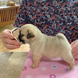 Pug Puppies from Mari Anne Parks