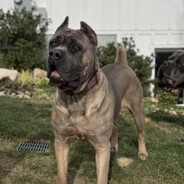 Izzy - Cane Corso