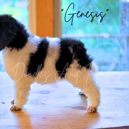 Aussiedoodle, Bernedoodle, Cockapoo, Miniature Australian Shepherd, Poodle, and Sheepadoodle Puppies from Jam's Doodles And Poodles