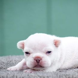 French Bulldog Puppies from ImAgem Frenchies