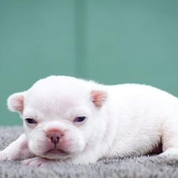 French Bulldog Puppies from ImAgem Frenchies