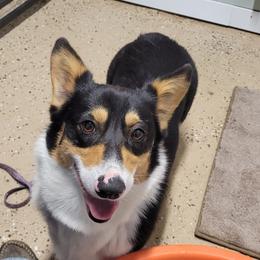 MOLLY - Pembroke Welsh Corgi