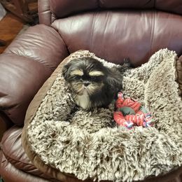 Millie Mayy - Tricolor female Shih Tzu puppy in Cartersville, Georgia from 100 Acre Woods Shih Tzu Plantation