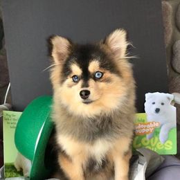 Tundra - Pomsky