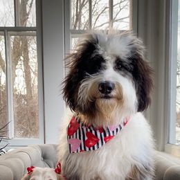Aussiedoodle, Bernedoodle, and Poodle All Grown Up from Awesome Paws