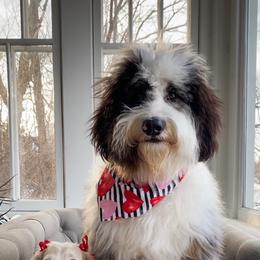 Aussiedoodle, Bernedoodle, and Poodle All Grown Up from Awesome Paws