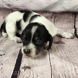 Dude - Piebald male Dachshund puppy in Anaconda, Montana from Williams Family Dachshunds