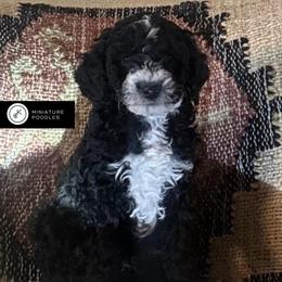 January - Parti male Poodle puppy in Lance Creek, Wyoming from CK Poodles LLC