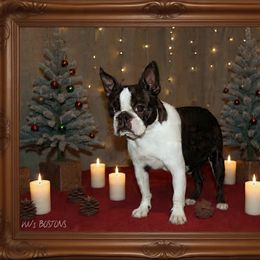Gabby - Boston Terrier