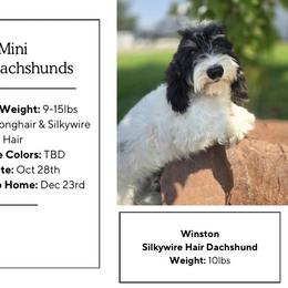 Dachshund puppies from Doodles of Oz
