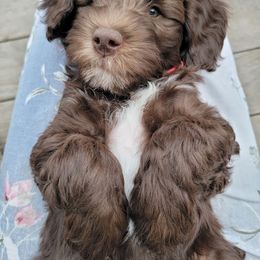 Australian Cobberdog Puppies from Heartland Hills Australian Cobberdogs