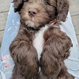 Australian Cobberdog Puppies from Heartland Hills Australian Cobberdogs