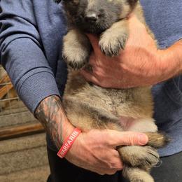 Cadillac - Champagne girl - Fawn sable female Shiloh Shepherd puppy in Charlo, Montana from IdleWilde Shilohs