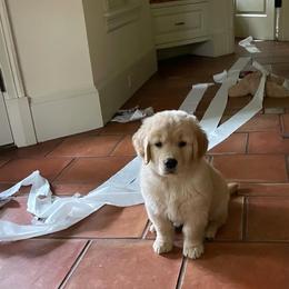 Golden Retriever Puppies from Dogwood Springs Golden Retrievers
