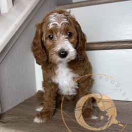 Greg (brown collar) - Red  male Goldendoodle puppy in Murrieta, California from Apricot Poodles & Goldendoodles, LLC