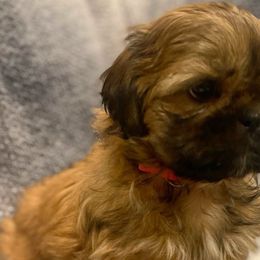 Pink Collar - Black and tan Shih Tzu puppy in Norwalk, California from Shitz Show