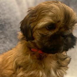 Pink Collar - Black and tan Shih Tzu puppy in Norwalk, California from Shitz Show