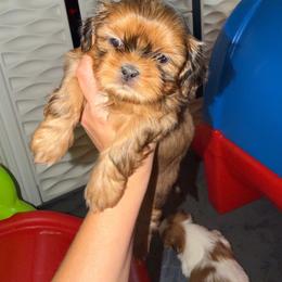 Bradford - Red male Shih Tzu puppy in Kettering, Ohio from The Ruff Life Tribe